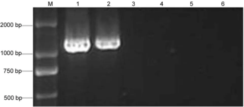 Table 2. Changes of DNA methylation levels in PaWB seedlings with MMS treatment.