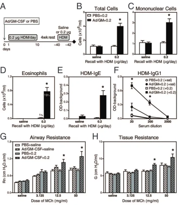 Figure 3. Initial GM-CSF leads to allergic long-term responses. (A) Protocol followed in B–F: mice received Ad/GM-CSF or PBS 24 h prior to HDM exposure for 10 d; then, mice were rested for 4 weeks (no allergen) before re-exposure to either saline or HDM fo