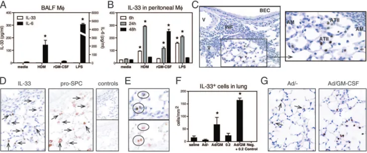 Figure 5. GM-CSF induces IL-33 on alveolar type II cells and peritoneal, but not alveolar, macrophages