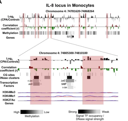 Figure 3. DNA methylation differences between CPA (n = 8) and control (n = 12) groups in pro-inflammatory chemokine IL-8 locus in monocytes