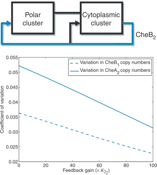 Figure 8 also shows that for Model I and III, high frequency variations in the ligand concentration sensed at the polar cluster are largely filtered out before causing flagellar switching