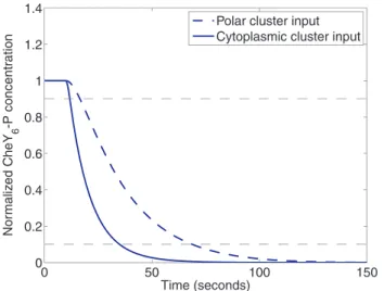 Figure 3. The speed of response of each cluster to input signals. The response of the normalized CheY 6 -P concentration to a step decrease, at time 10 seconds, in the number of active receptors at the polar cluster (from R a = 1 mM to R a = 0 mM, dashed) 