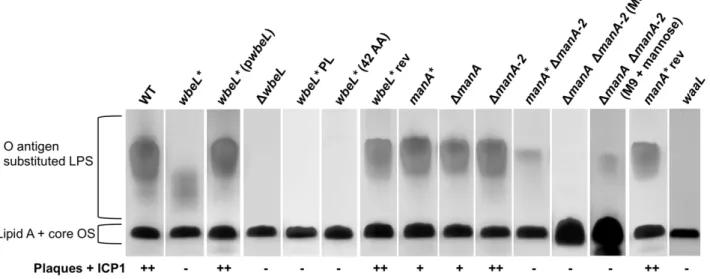 Figure 2. LPS profiles of wbeL * and manA * phase variants and related strains by SDS-PAGE and silver staining