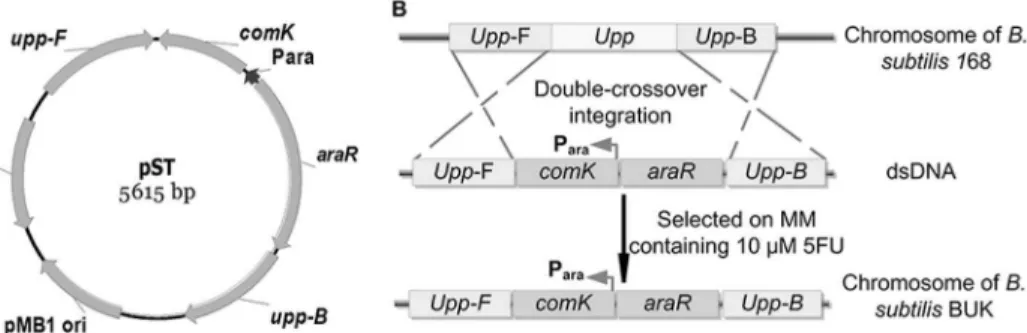Figure 2. Construction of host strain B. subtilis BUK. (A) Two homologous arms of upp gene (Upp-F and Upp-B) were cloned into pUC18, and the arabinose-inducible comK expression cassette was fused downstream of the front homologous arm to construct vector p