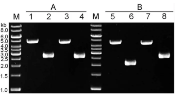Table 2. The efficiencies of first double-crossover recombination and counter-selection a .