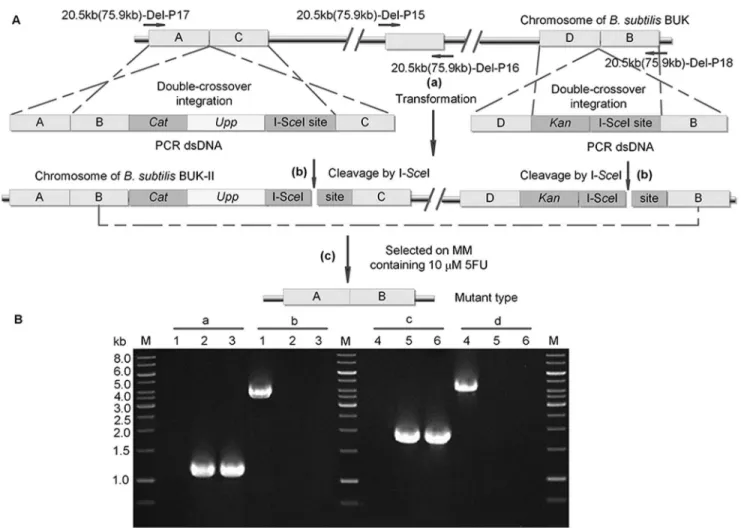 Figure 5. Markerless deletion of large chromosomal regions stimulated by DSB. A. (a) Two dsDNA fragments were generated by fusion PCR and integrated into genome by double-crossover events