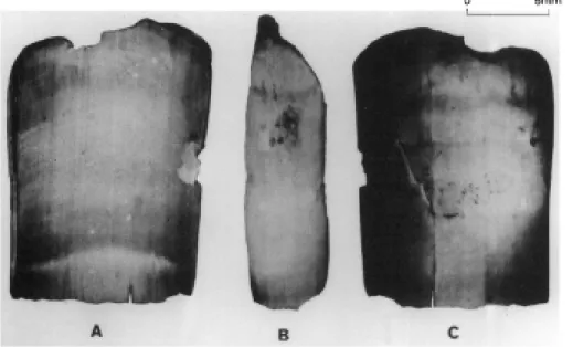 Figure  2.  Human  fingernail,  (find  Nº  168/1992)  from  the  archaeolo-  gical  excavations  carried  out  at  Val  Senales  (Tyrol)  by  the  Ar-  chaeological  Superintendency  of  Bolzano  A:  ventral  side  of  the  nail  B:  profile