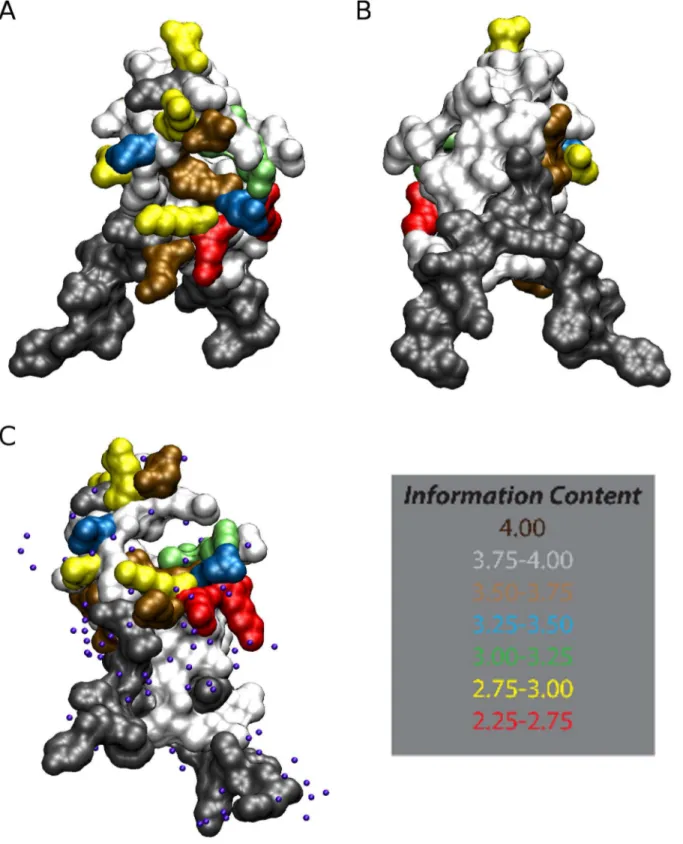 Figure 6. Sites of Polymorphism Mapped to the CS structure. The variable amino acids within TH2 and TH3 are shown in Frontal (Panel A), Back (Panel B) and Pocket (Panel C) views
