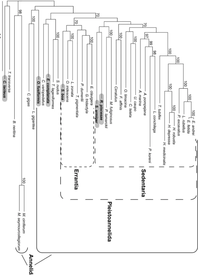 Figure 9. Phylogram of the ML analysis using the dataset with all contaminated and paralogous sequences pruned