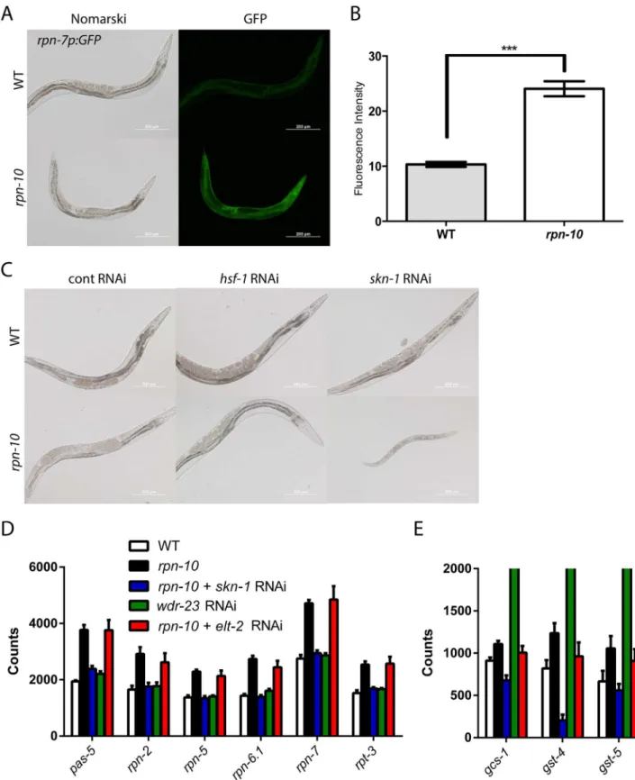 Fig 5. skn-1 is required for the viability of the rpn-10 mutant and controls the expression of proteasome subunits