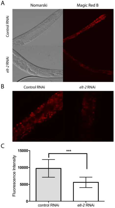 Fig 8. elt-2 controls lysosome formation in the intestine. (A) Representative images of day 1 adult animals treated with control or elt-2 RNAi and stained with the Magic Red dye specific for cathepsin B