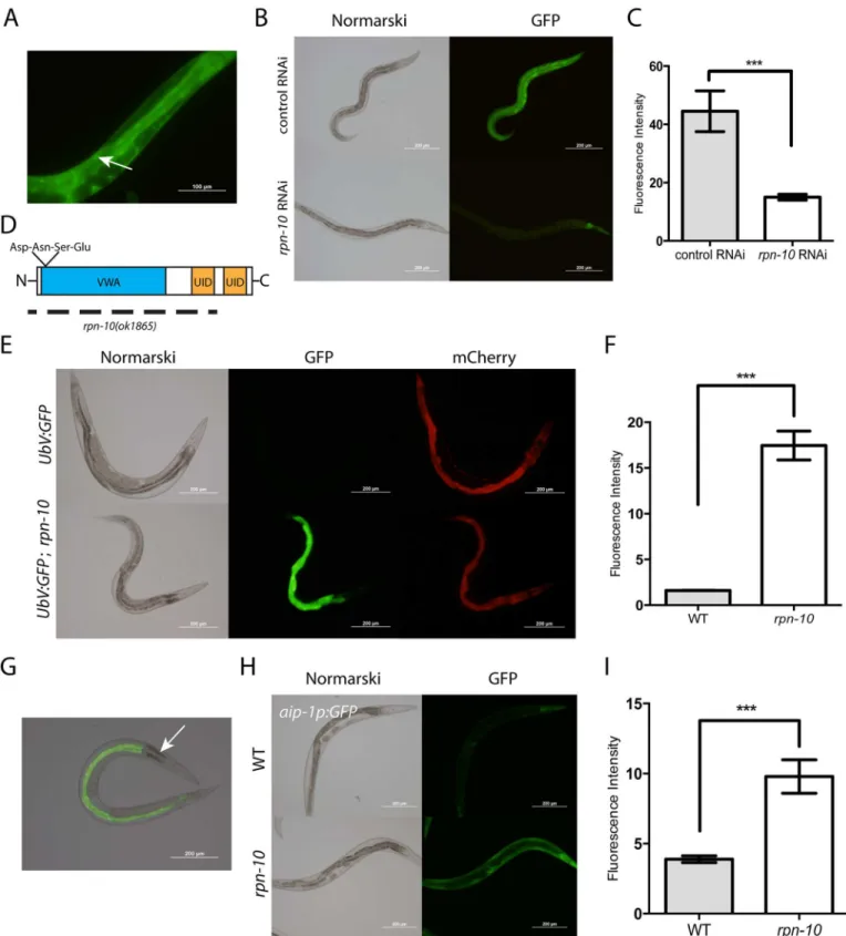 Fig 1. RPN-10 is broadly expressed and contributes to UPS activity. (A) The expression of an RPN-10::GFP fusion protein from a fosmid-based transgene shows broad expression in the cytoplasm and nuclei (arrow) of multiple tissues including the intestine, ph