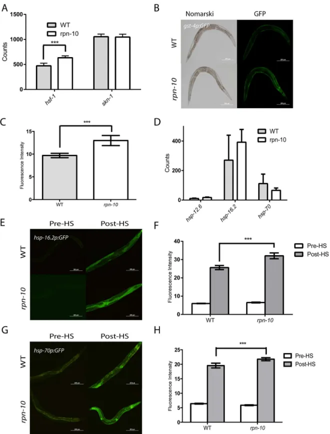 Fig 3. The rpn-10 mutant shows enhanced expression of oxidative stress and heat shock response genes