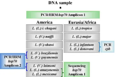 Fig 6. Schematic algorithm representation for Leishmania identification in Brazilian or Eurasian/