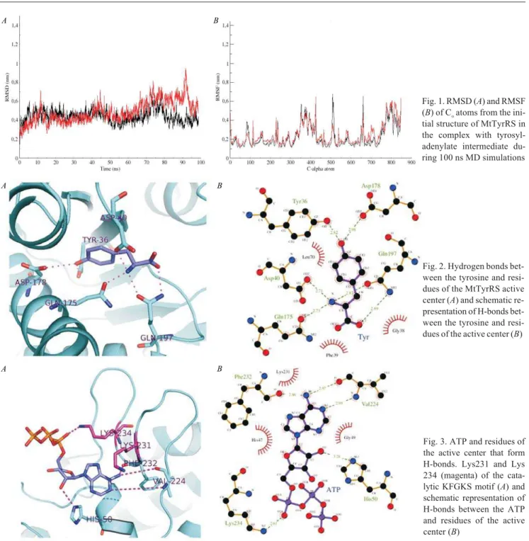 Fig. 1. RMSD (A) and RMSF (B) of Ñ a atoms from the  ini-tial structure of MtTyrRS in the complex with  tyrosyl-adenylate intermediate  du-ring 100 ns MD simulations