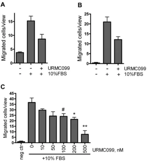 Figure 2. MLK3 inhibition decreases transwell migration of breast cancer cells. (A) MDA MB-231 or (B) eGFP8.4 migrated toward 10% FBS in presence of 200 nM URMC099 or vehicle during 24 hours