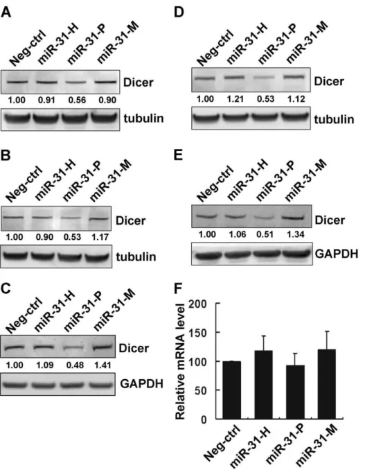 Figure 3. The isomiRs of miR-31 display differential ability in repressing Dicer expression