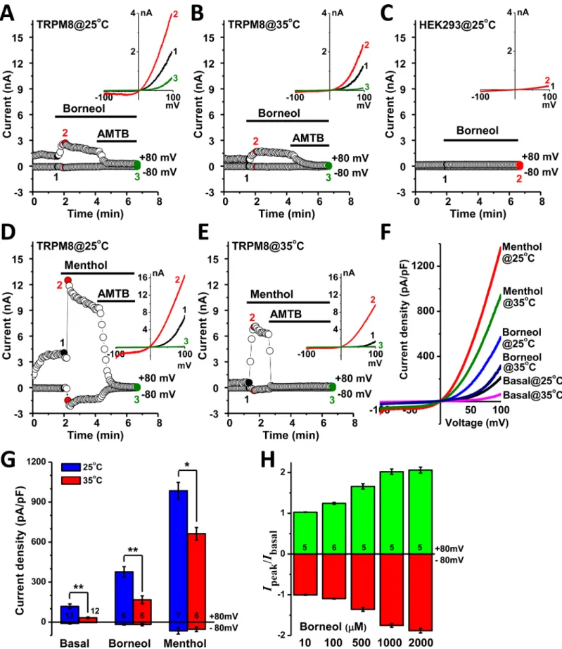 Fig 2. Borneol potentiated TRPM8 currents in transfected HEK293 cells. (A-B) Acute stimulation of whole-cell currents in TRPM8-expressing cells by 100 μM borneol at 25 and 35°C