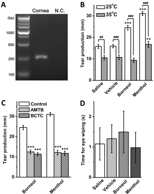 Fig 4. Borneol evoked tear secretion without nociceptive effect in guinea pigs. (A) RT-PCR of TRPM8 mRNA expressed in the cornea of guinea pig