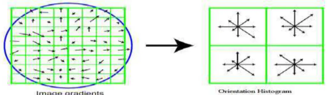 Figure 2.7: Extraction Process of HOG features. The HOG features are extracted from local regions with 16 ×  16 pixels