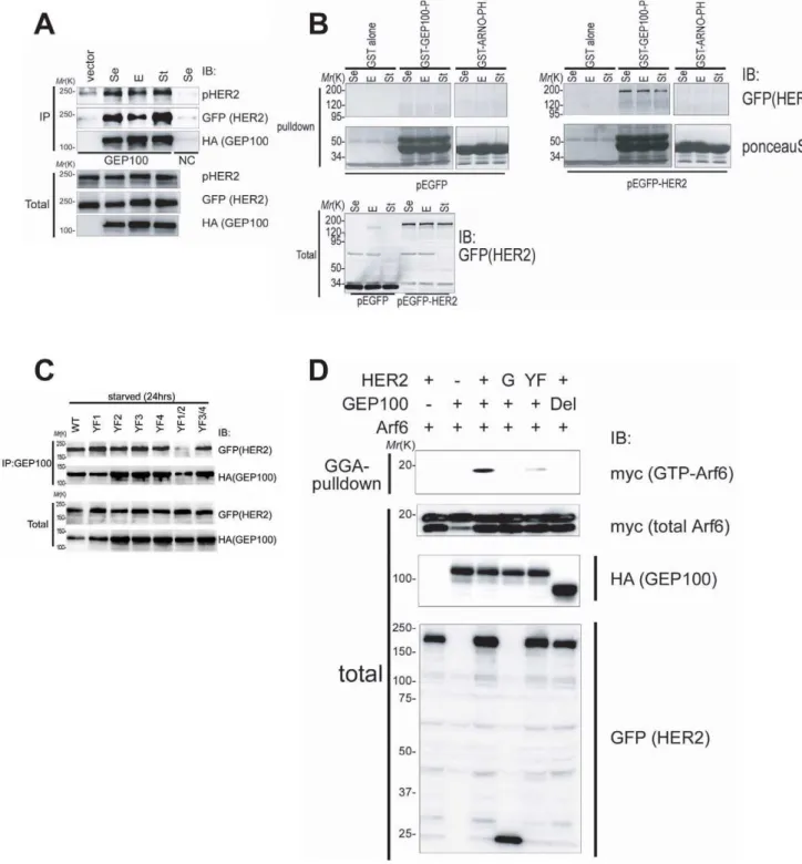 Figure 1. GEP100 associates with Her2 to induce Arf6 activation. (A) Co-precipitation of Her2-EGFP with HA-GEP100, expressed in 293T cells, and analysed by anti-GEP100 immunoprecipitation (IP) coupled with anti-GFP immunoblots (IB)