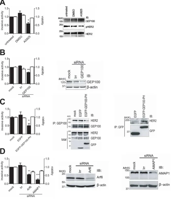 Figure 3. Inhibition of the Her2-GEP100 pathway blocks invasive activities of H522 cells
