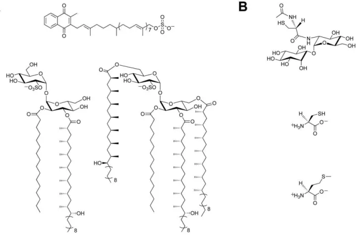 Figure 1. Sulfur-containing metabolites from Mtb . (A) Sulfated compounds, clockwise from top: S881, Sulfolipid-1, SL 1278 