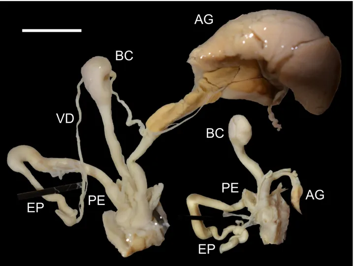 Fig. 4. The genital systems of T. kusceri individuals from Bratislava – Ružinov; scale bar 5 mm