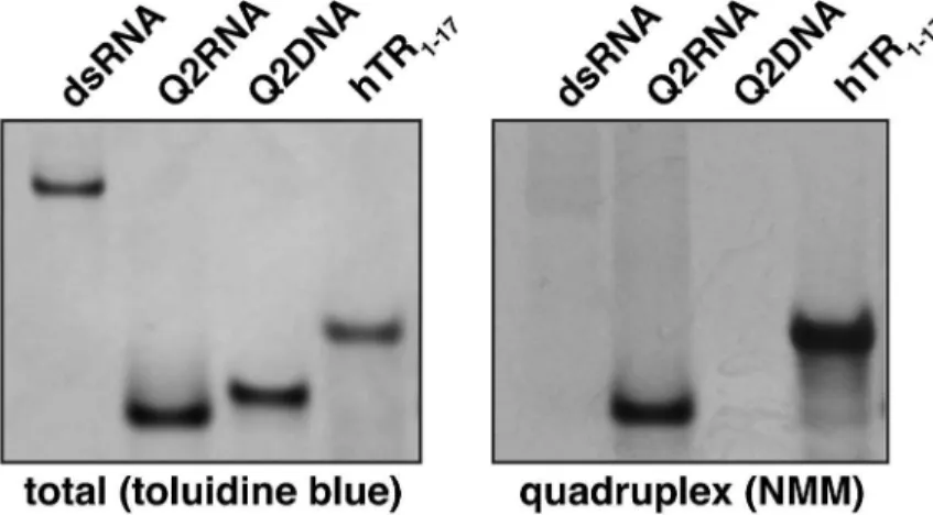 Fig 2. Q2RNA, but not Q2DNA, stains with a parallel G4 dye. (A) Schematic showing the G4 forming regions of PITX1 mRNA; the RNA and DNA equivalent sequences with the guanylate tracts underlined are also shown