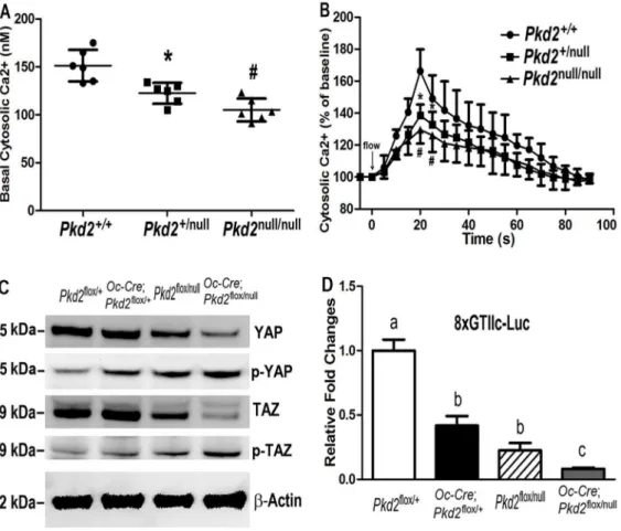 Figure 5. Signaling pathways in Pkd2 deficiency osteoblasts. (A) Basal intracellular calcium ([Ca 2+ ] i ) levels