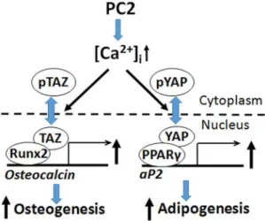 Figure 6. Schema showing potential interactions between polycystins and Hippo signaling pathways in osteoblasts