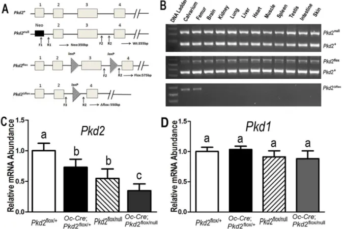 Figure 1. Osteocalcin(Oc)-Cre-mediated bone specific deletion of Pkd2 from the floxed Pkd2 allele (Pkd2 flox )