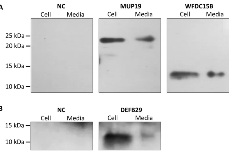 Fig 4. Detection of protein expression of MUP19, WFDC15B and DEFB29 in HEK293 cell culture