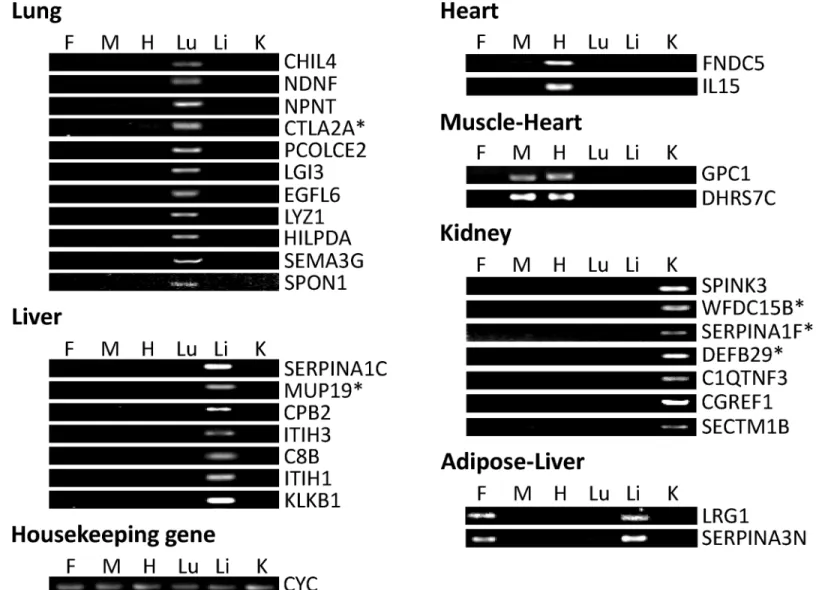 Fig 1. Expression of adult mouse gene transcripts detected by semi-quantitative PCR. Expressions of selected genes in fat (F), muscle (M), heart (H), lung (Lu), liver (Li) and kidney (K) were detected by PCR reaction and 1% agarose gel electrophoresis