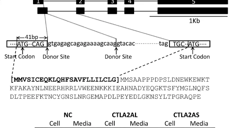 Fig 2. Different isoforms of CTLA2A and their expression in HEK293 cell culture. A, alternative splicing of CTLA2A that leads to change in protein sequence