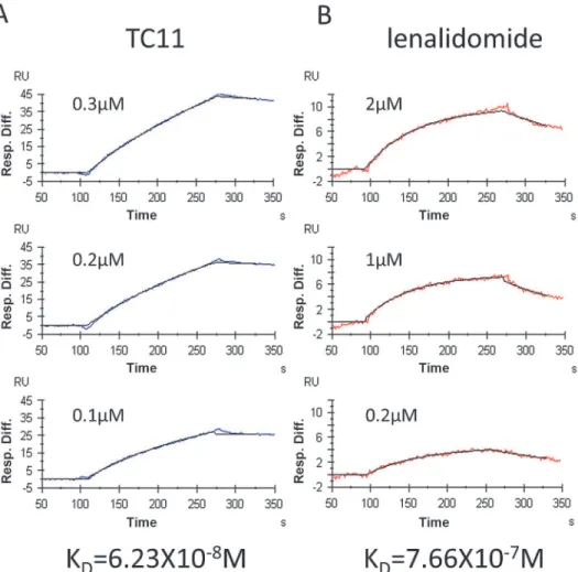 Figure 5. NPM1 interacts with TC11 and lenalidomide. Recombinant NPM1 was expressed in E