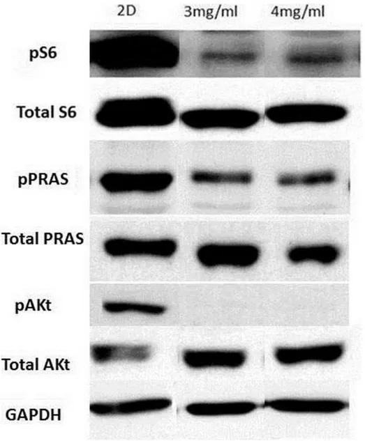 Figure 7. Protein expression blots from U20S cells grown on tissue culture plastic or in 3D collagen gels