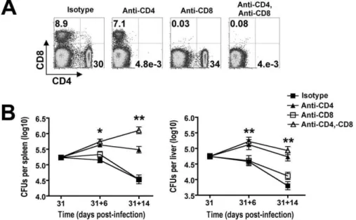Figure 4. Parallel expansion of Foxp3 + and Foxp3-negative CD4 + T cells during persistent Salmonella infection