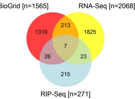 Fig 1. Venn diagram of RNA-Seq, RIP-Seq, and BioGRID reported ELAVL1 target genes. Results from the RNA-Seq and RIP-Seq experiments were compared to genes experimentally verified in the literature to interact with ELAVL1, as curated in the BioGRID database