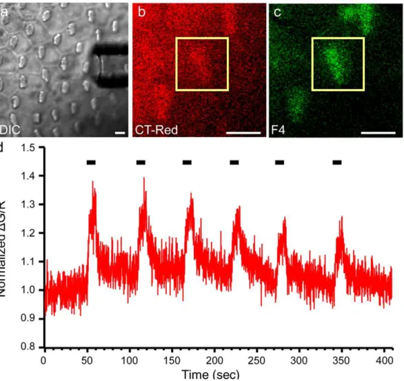 Figure 4. Mechanical stimulation of the hair bundle increases Fluo-4 Ca 2+ signal. (a) A stimulating pipette was positioned parallel to the epithelium, and oriented to maximally stimulate bundles in the mid-apical region