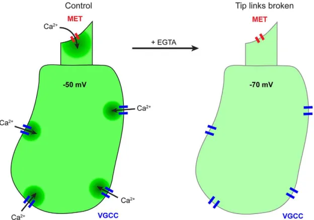 Figure 7. Expected physiological changes in the hair cell when tip links are broken. In control conditions, Ca 2+ enters the hair bundle through mechanoelectrical transduction (MET) channels that are open at rest