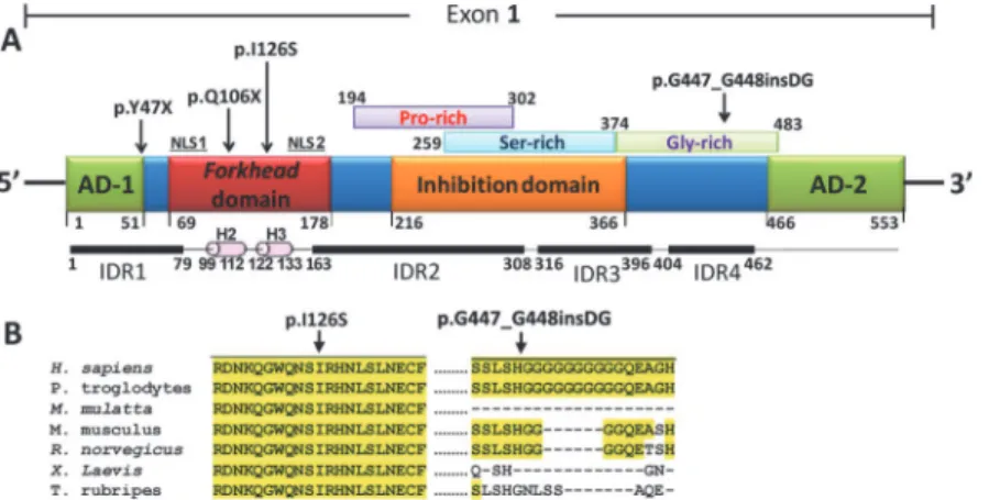 Fig 3. Localization of the FOXC1 mutations identified in this study. (A) Localization of the predicted and previously identified structural domains and motifs of the polypeptide chain