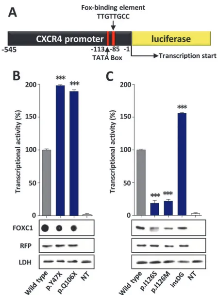 Fig 4. Altered transcriptional activity of the FOXC1 variants identified in dominant glaucoma patients.