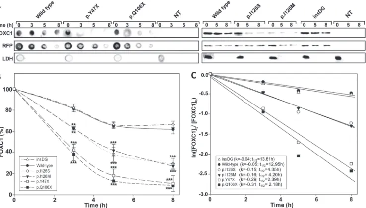 Fig 5. The p.Y47X, p.Q106X and p.I126S glaucoma-associated FOXC1 mutations decrease protein stability