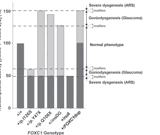 Fig 9. A model for FOXC1 genotype-associated transcriptional activity and phenotypic variability