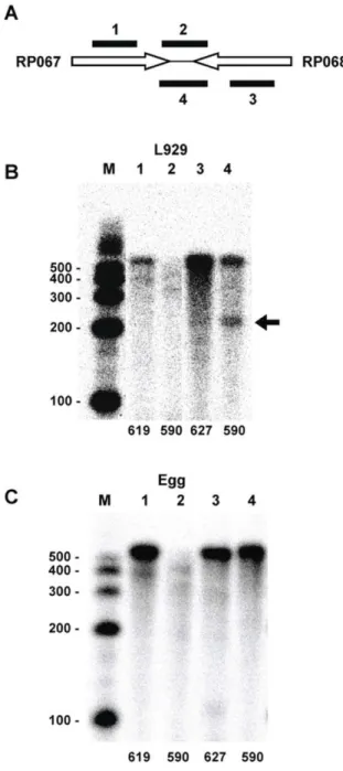 Figure 4. RPA analysis characterizing transcripts of the RP067- RP067-RP068 gene pair region
