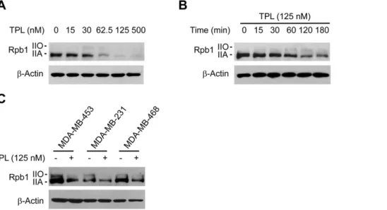 Figure 3. TPL induced phosphorylation and proteasome-dependent degradation of Rpb1. (A) Hela cells were pretreated with CHX (10 mM) for 0.5 h before addition of TPL (125 nM) and treated for another 3 h