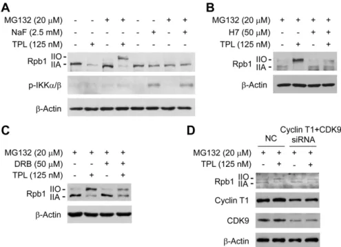Figure 4. TPL induced phosphorylation of Rpb1 by activation of protein kinases. (A) Comparison of the effect of TPL with NaF on Rpb1.