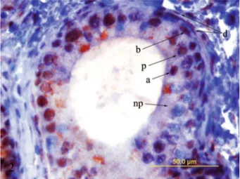 Şekil 4. 120 günlük sıçanlarda kaput epididimal hücreler- hücreler-deki AR lokalizasyonu