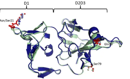 Figure 6. The predicted structure of the D. americana Mth ectodomain (the S variant is shown in blue and the N variant in green)